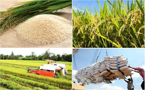 Giá lúa gạo hôm nay ngày 28/12: Đầu tuần giá lúa gạo đi ngang