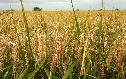 Giá lúa gạo hôm nay ngày 18/9: Thị trường chậm, giá gạo trong nước tiếp tục giảm