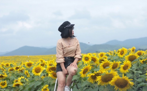 Chiêm ngưỡng cánh đồng hoa hướng dương lớn nhất Việt Nam khiến du khách ngẩn ngơ