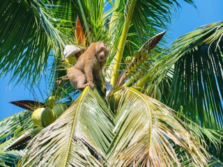 Khỉ hái dừa kiếm tiền cho chủ