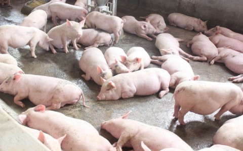 Giá lợn hơi hôm nay 13/10: Tiếp tục giảm mạnh, miền Bắc đồng loạt về dưới mốc 70.000 đồng/kg