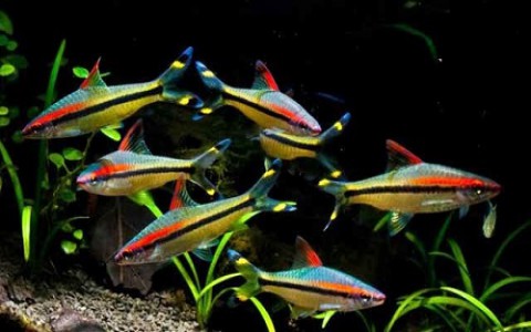 5 loại cá cảnh nuôi chung với nhau trong hồ thủy sinh
