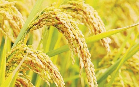 Giá lúa gạo hôm nay ngày 30/10: Chất lượng gạo giảm, giao dịch ít