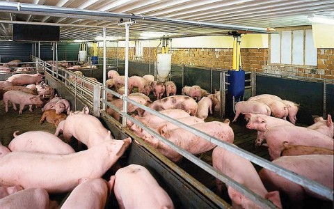 Giá lợn hơi hôm nay 31/10: Duy trì đà tăng tại nhiều địa phương