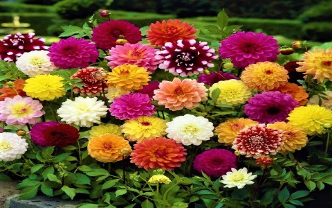 10 loại hoa đẹp nhất Việt Nam - ý nghĩa của từng loại hoa