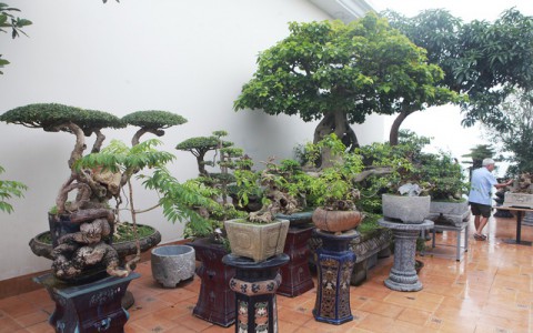 Mãn nhãn với vườn cây bonsai dáng quái giữa “lưng chừng trời” ở Hà Nội