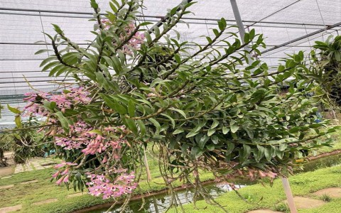 Mỗi ngày một loại Phong lan: Hoàng Thảo Xoắn, Dendrobium tortile Lindl