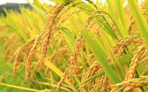 Đánh giá mùi thơm và gen kiểm soát mùi thơm của các giống lúa thơm địa phương và cải tiến (Evaluation of Aroma and Aromatic Controling Gene in Indigenous and Improved Rice Varieties)