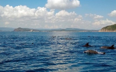 Đàn cá heo hàng trăm con bơi tung tăng trên vùng biển Phú Yên
