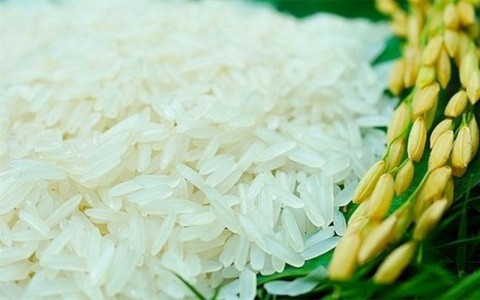 Giá lúa gạo hôm nay ngày 17/11: Giá lúa gạo tăng 300 đồng/kg