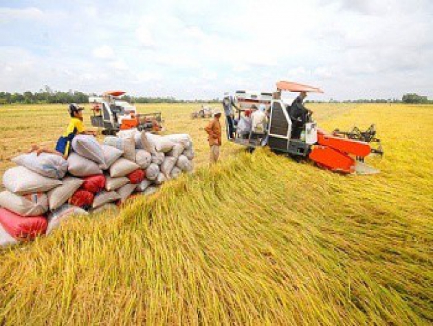 Giá lúa gạo hôm nay ngày 4/11: Giá gạo biến động trái chiều